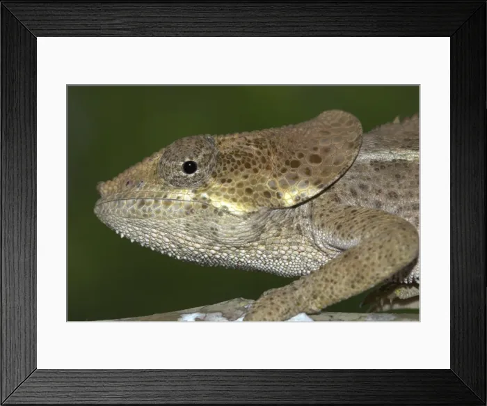 Framed Print : Elephant-eared Chameleon, close up of head. Madagascar Framed Print : Elephant-eared Chameleon, close up of head. Madagascar