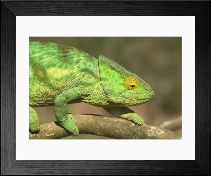 Framed Print : Parson's Chameleon, close up on branch. Madagascar Framed Print : Parson's Chameleon, close up on branch. Madagascar