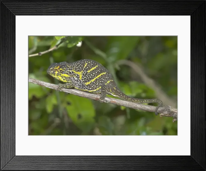 Framed Print : Female Chameleon on branch. Madagascar Framed Print : Female Chameleon on branch. Madagascar