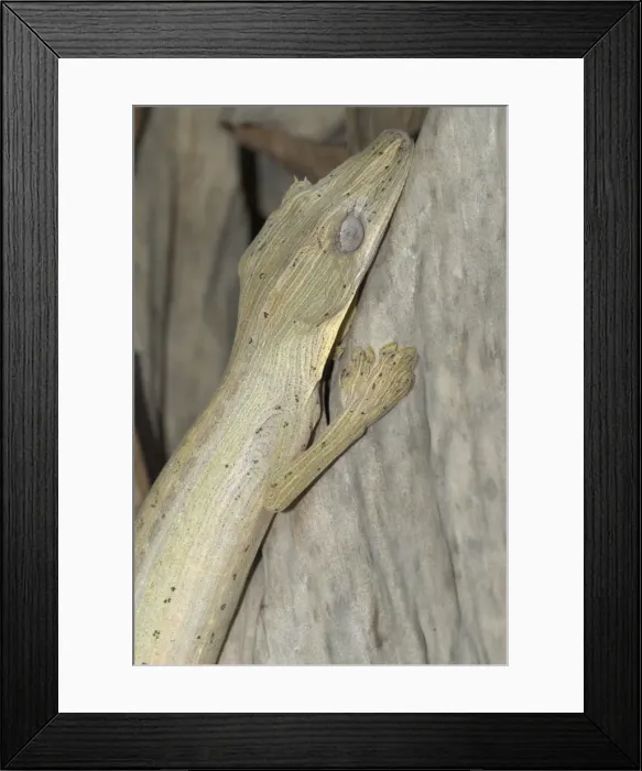 Framed Print : Lined leaf-tailed Gecko. Madagascar Framed Print : Lined leaf-tailed Gecko. Madagascar
