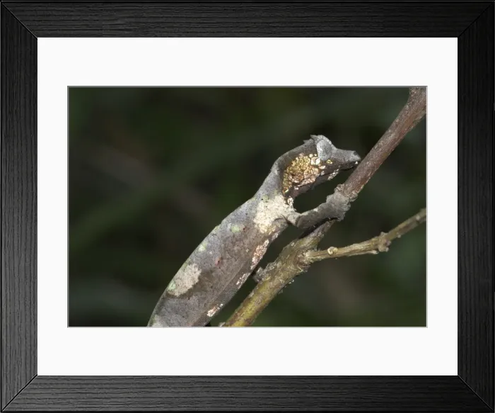 Framed Print : Gecko on branch. Madagascar Framed Print : Gecko on branch. Madagascar