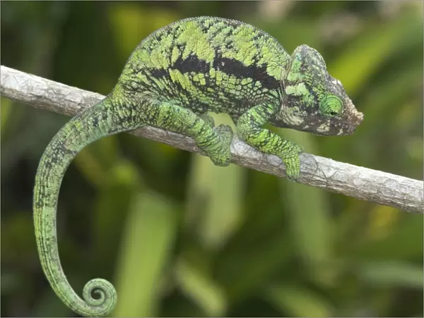 Chameleon on branch. Madagascar