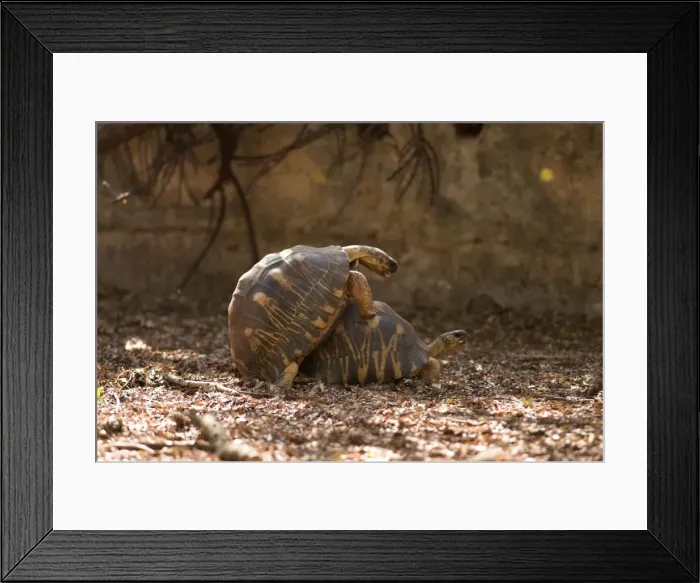 Framed Print : Radiated tortoises mating. Captive. Berenty, Madagascar Framed Print : Radiated tortoises mating. Captive. Berenty, Madagascar