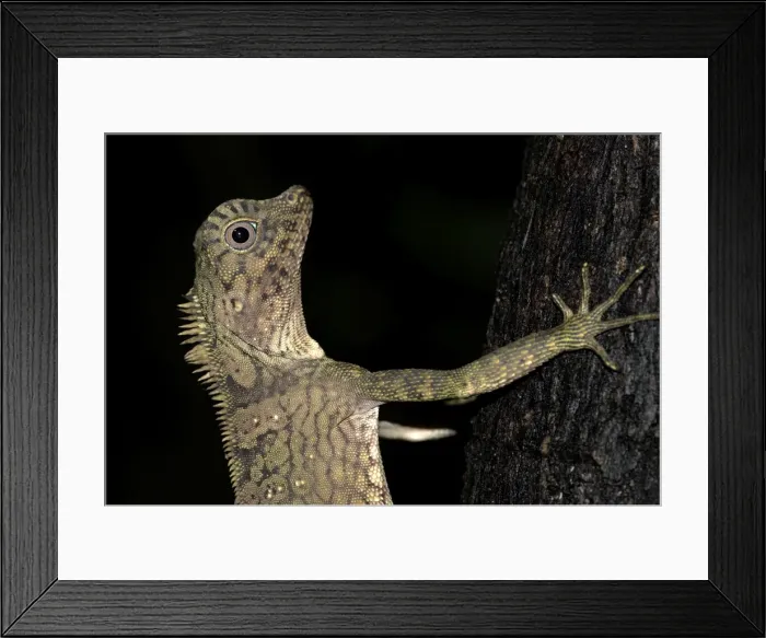 Framed Print : Short-crested Forest Dragon, close up of head - climbing tree, Danum Valley, Borneo Framed Print : Short-crested Forest Dragon, close up of head - climbing tree, Danum Valley, Borneo
