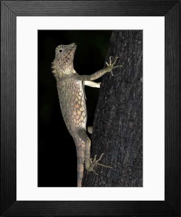 Framed Print : Short-crested Forest Dragon on tree trunk, Danum Valley, Borneo Framed Print : Short-crested Forest Dragon on tree trunk, Danum Valley, Borneo