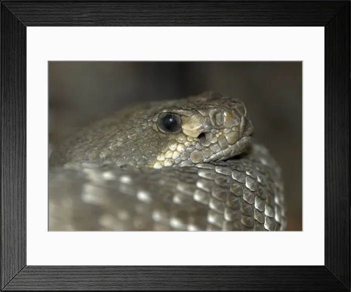 Framed Print : Red Diamond Rattlesnake. Close up of head from side. California, USA Framed Print : Red Diamond Rattlesnake. Close up of head from side. California, USA