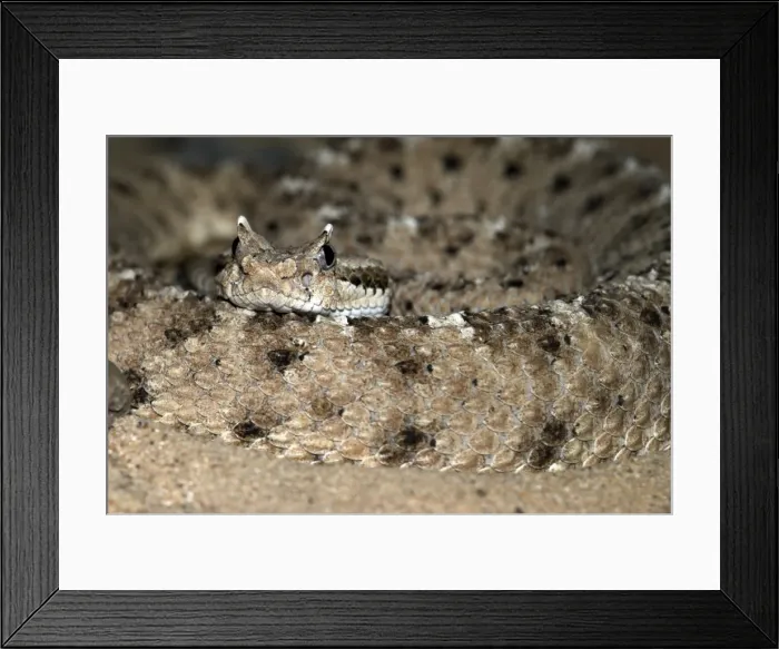 Framed Print : Sidewinder. Close up of head and coil. Southern Arizona, USA Framed Print : Sidewinder. Close up of head and coil. Southern Arizona, USA