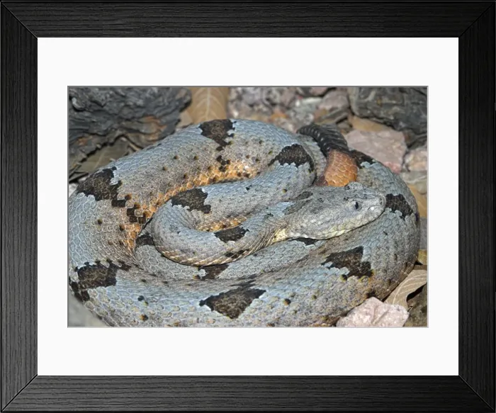Framed Print : Rock Rattlesnake. Coiled in habitat showing rattle. Arizona, USA Framed Print : Rock Rattlesnake. Coiled in habitat showing rattle. Arizona, USA