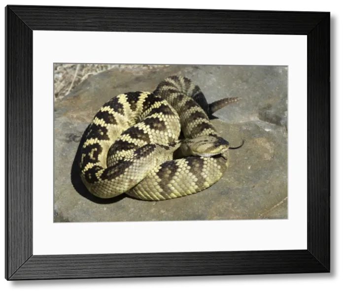 Framed Print : Black-tailed Rattlesnake. Coiled on rock with tongue scenting air. Southern Arizona USA Framed Print : Black-tailed Rattlesnake. Coiled on rock with tongue scenting air. Southern Arizona USA