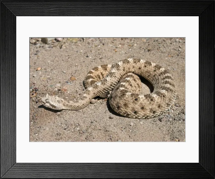 Framed Print : Sidewinder. Coiled on sand. Arizona USA Framed Print : Sidewinder. Coiled on sand. Arizona USA
