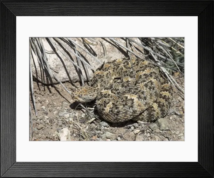 Framed Print : Speckled Rattlesnake Coiled against rock. Arizona USA Framed Print : Speckled Rattlesnake Coiled against rock. Arizona USA