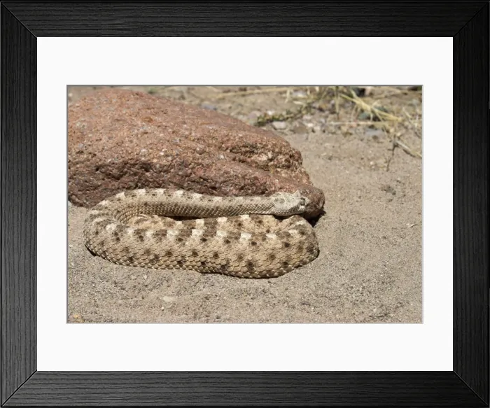 Framed Print : Sidewinder Resting against rock in desert. Arizona USA Framed Print : Sidewinder Resting against rock in desert. Arizona USA