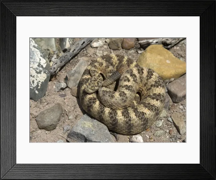 Framed Print : Tiger Rattlesnake From above, coiled with rattle showing Framed Print : Tiger Rattlesnake From above, coiled with rattle showing