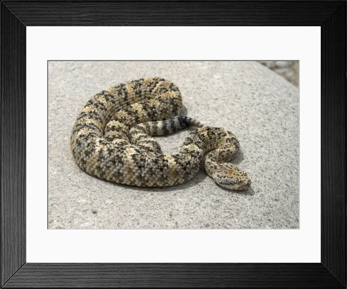 Framed Print : Speckled Rattlesnake Basking on rock. Arizona USA Framed Print : Speckled Rattlesnake Basking on rock. Arizona USA