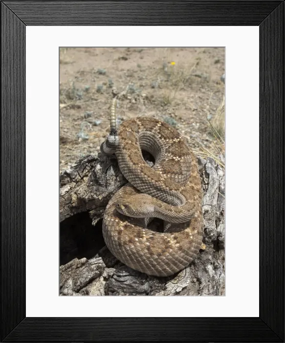 Framed Print : Western Diamondback Rattlesnake On stump, coiled with rattle raised. Arizona USA Framed Print : Western Diamondback Rattlesnake On stump, coiled with rattle raised. Arizona USA