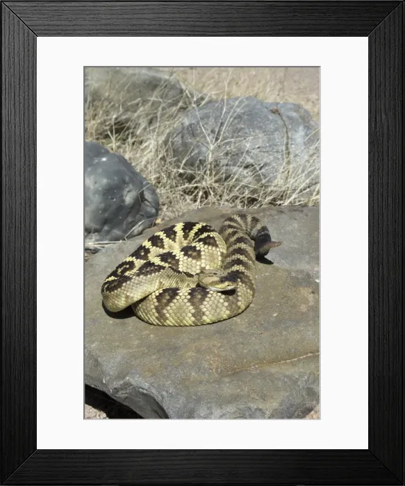 Framed Print : Black-tailed Rattlesnake On rock. Arizona USA Framed Print : Black-tailed Rattlesnake On rock. Arizona USA