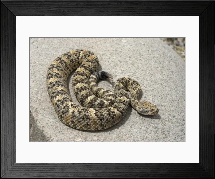 Framed Print : Speckled Rattlesnake Basking on rock. Arizona USA Framed Print : Speckled Rattlesnake Basking on rock. Arizona USA