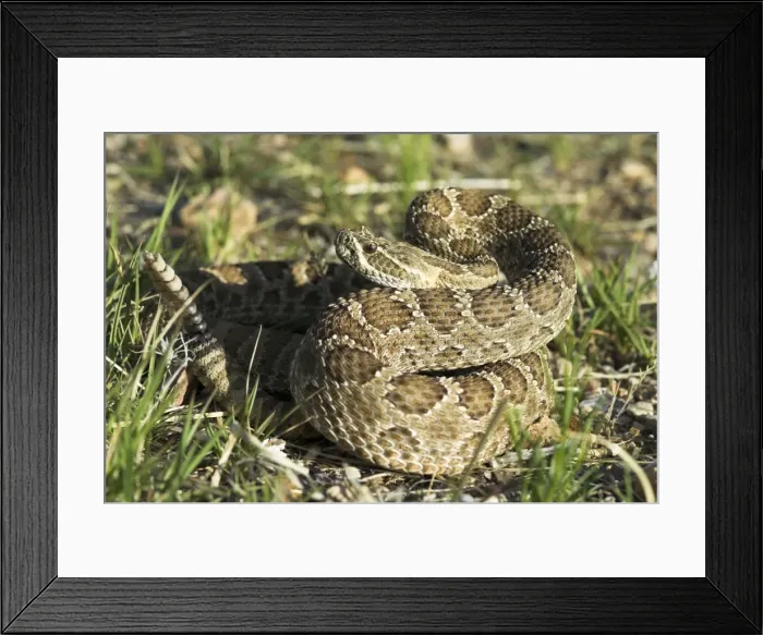 Framed Print : Prairie Rattlesnake Close up, coiled with rattle raised. Arizona USA Framed Print : Prairie Rattlesnake Close up, coiled with rattle raised. Arizona USA