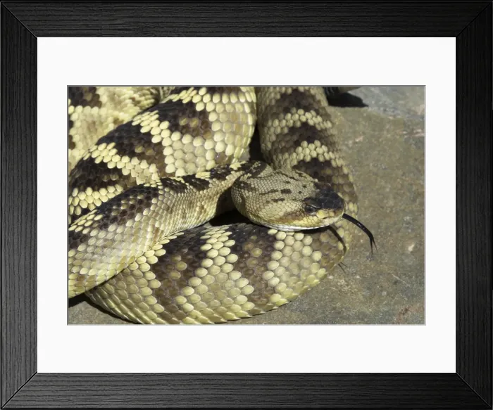 Framed Print : Black-tailed Rattlesnake Close up with tongue extended. Arizona USA Framed Print : Black-tailed Rattlesnake Close up with tongue extended. Arizona USA