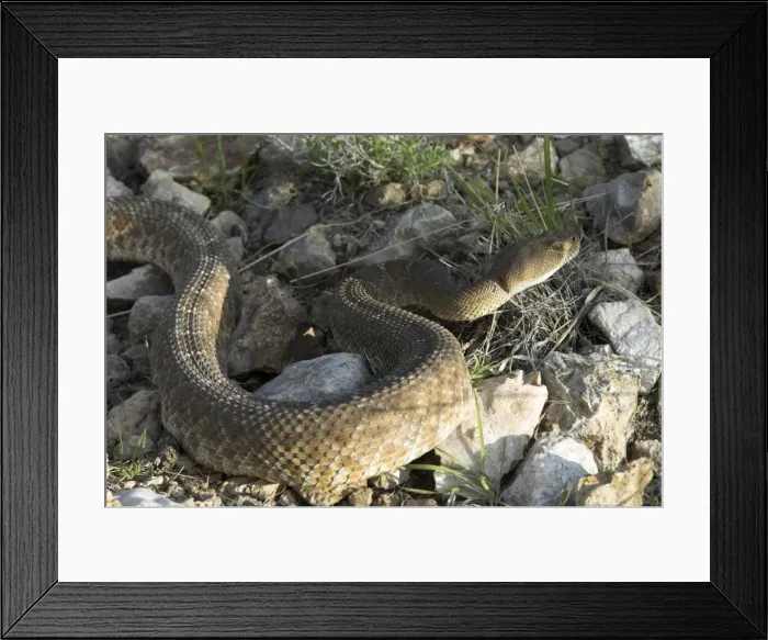 Framed Print : Red Diamond Rattlesnake. Side view in late afternoon light. California USA