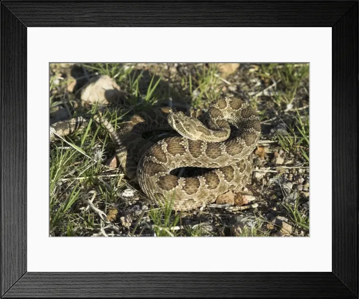 Framed Print : Prairie Rattlesnake. Coiled with rattle showing. Arizona, USA Framed Print : Prairie Rattlesnake. Coiled with rattle showing. Arizona, USA