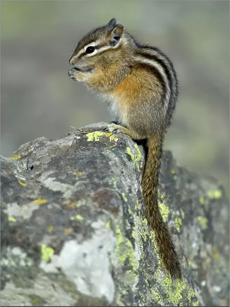 Least Chipmunk Portrait, sitting on rock eating Yellowstone NP. USA