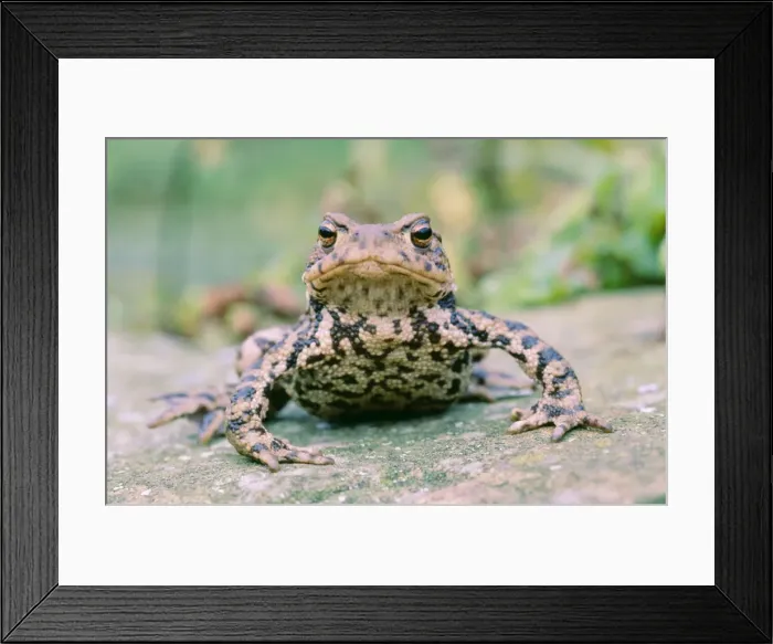 Framed Print : Common Toad - On ground Lincolnshire, England, UK Framed Print : Common Toad - On ground Lincolnshire, England, UK