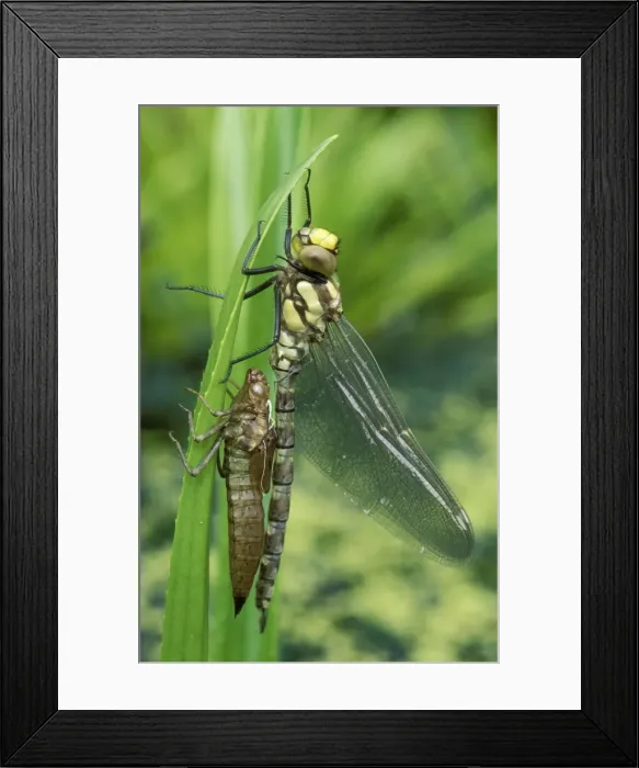 Framed Print : Southern Hawker Dragonfly Just emerged, Lincolnshire, UK Framed Print : Southern Hawker Dragonfly Just emerged, Lincolnshire, UK