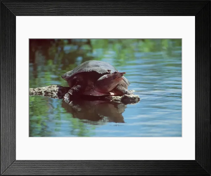 Framed Print : Florida Softshell Turtle GET 282 Florida Everglades Trionyx ferox © Geoff Trinder / ARDEA LONDON Framed Print : Florida Softshell Turtle GET 282 Florida Everglades Trionyx ferox © Geoff Trinder / ARDEA LONDON
