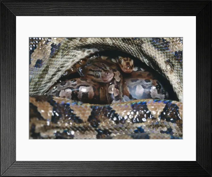 Framed Print : Argentina Rainbow Boa - Young just after birth Framed Print : Argentina Rainbow Boa - Young just after birth