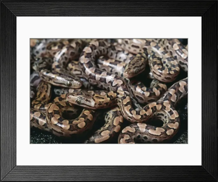 Framed Print : Argentina Rainbow Boa - Young just after birth Framed Print : Argentina Rainbow Boa - Young just after birth