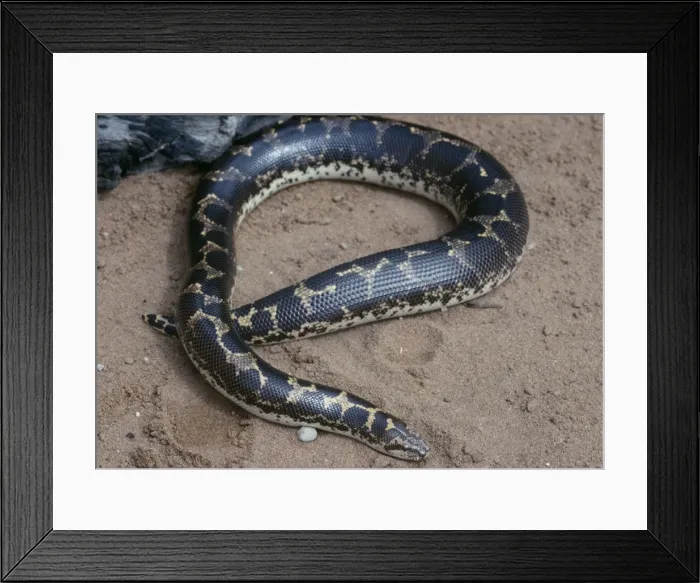 Framed Print : Kenyan Sand Boa - East Africa Framed Print : Kenyan Sand Boa - East Africa