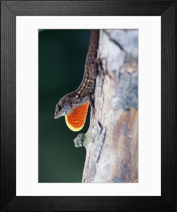 Framed Print : Cuban Brown Anolis - male displaying Floride, USA