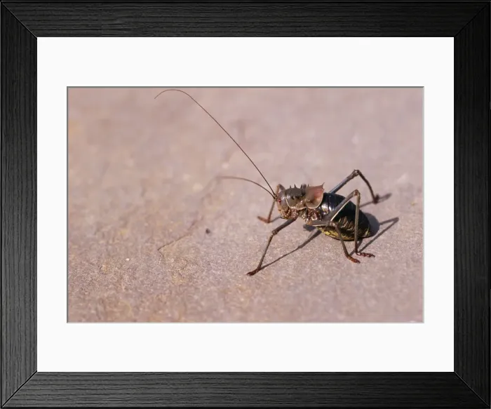 Framed Print : Armoured Ground Cricket Namibia, Africa Framed Print : Armoured Ground Cricket Namibia, Africa