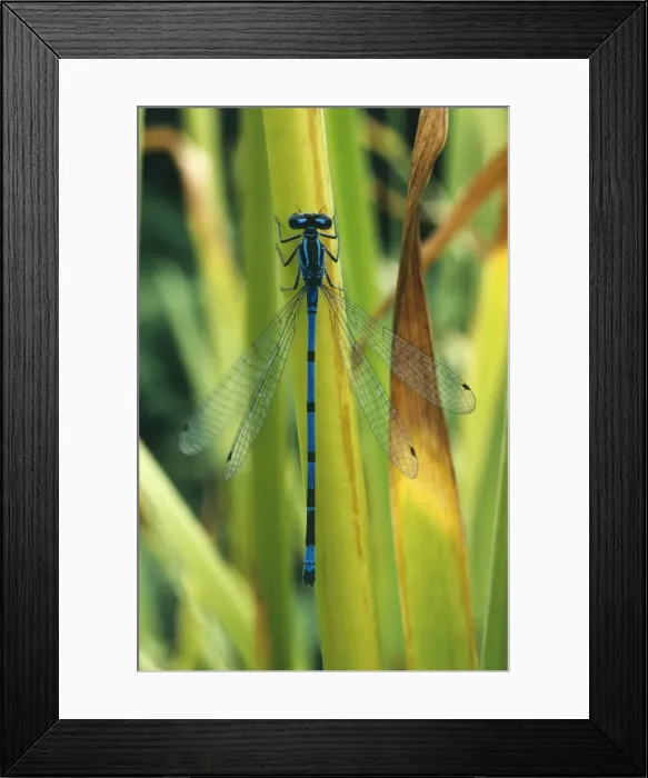 Framed Print : Azure Damselfly Framed Print : Azure Damselfly