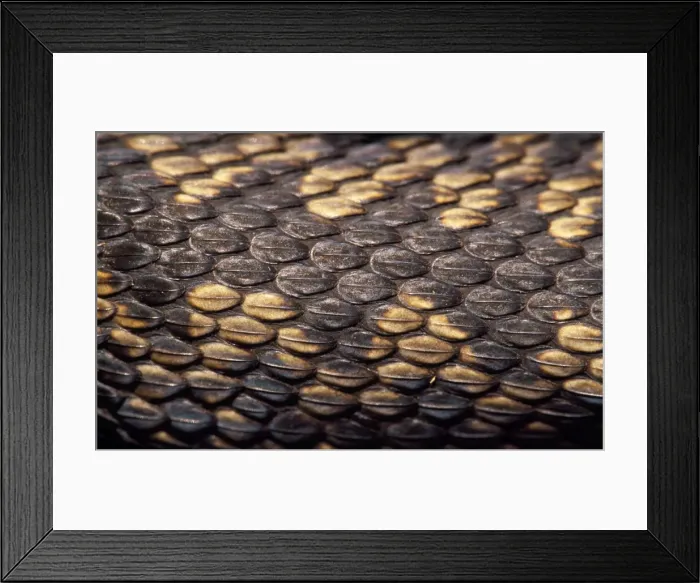 Framed Print : Adder - close-up of scales UK Framed Print : Adder - close-up of scales UK