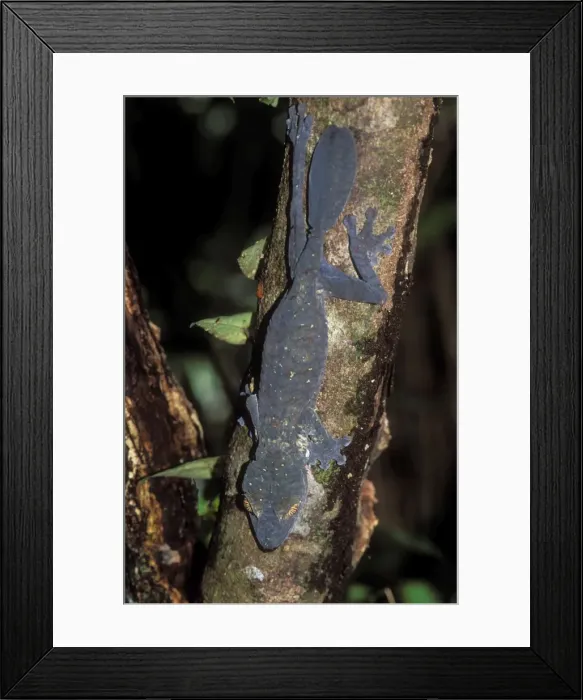Framed Print : Leaf-tailed Gecko Endemic, Nosy Mangabe, Madagascar Framed Print : Leaf-tailed Gecko Endemic, Nosy Mangabe, Madagascar