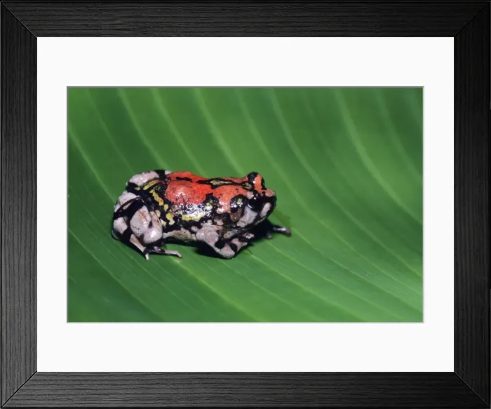Framed Print : Painted burrowing frog - on leaf Madagascar Framed Print : Painted burrowing frog - on leaf Madagascar