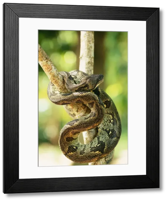 Framed Print : Madagascar Tree Boa Madagascar. Endemic Framed Print : Madagascar Tree Boa Madagascar. Endemic