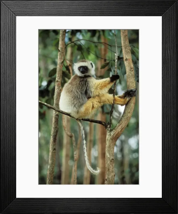 Framed Print : Diademed Sifaka Endemic. Madagascar Framed Print : Diademed Sifaka Endemic. Madagascar