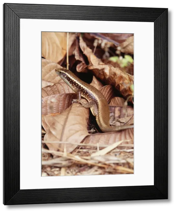Framed Print : Platid Lizard - endemic Nosy Mangabe, Madagascar Framed Print : Platid Lizard - endemic Nosy Mangabe, Madagascar