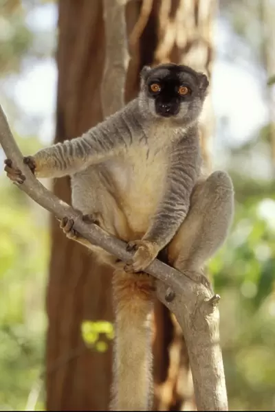 Common Brown Lemur Endemic. Madagascar