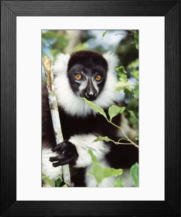 Framed Print : Black & White Ruffed Lemur Endemic. Nosy Mangabe, Madagascar Framed Print : Black & White Ruffed Lemur Endemic. Nosy Mangabe, Madagascar