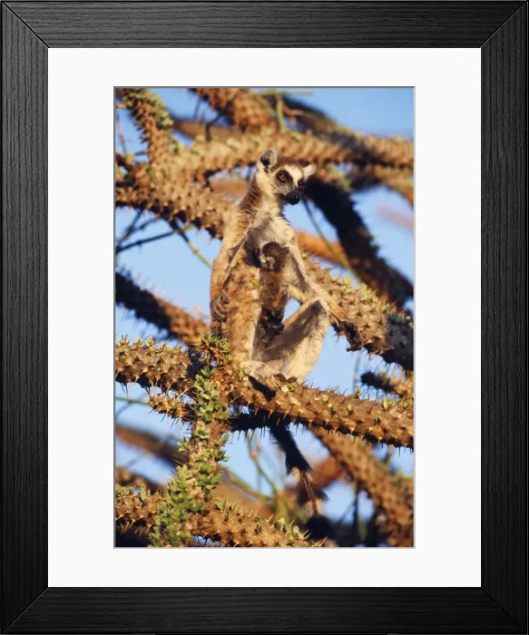 Framed Print : Ring-tailed Lemur - endemic Berenty, Madagascar Framed Print : Ring-tailed Lemur - endemic Berenty, Madagascar