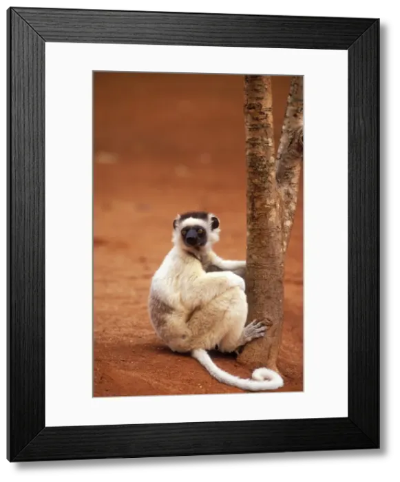 Framed Print : Verreaux's Sifaka Endemic. Berenty, Madagascar Framed Print : Verreaux's Sifaka Endemic. Berenty, Madagascar