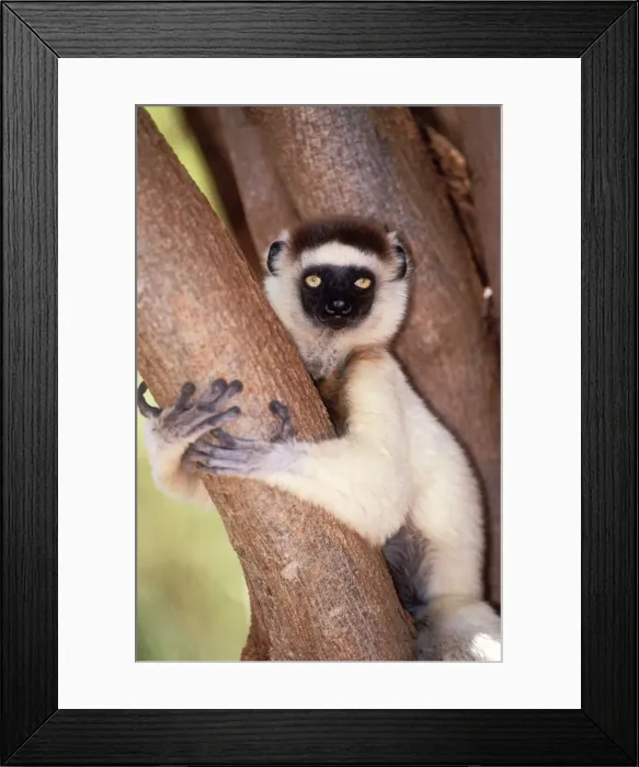 Framed Print : Verreaux's Sifaka Endemic. Berenty, Madagascar Framed Print : Verreaux's Sifaka Endemic. Berenty, Madagascar