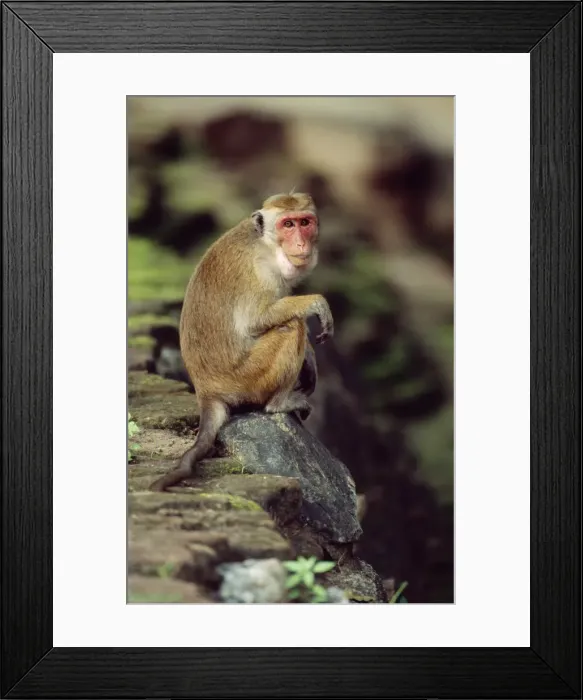 Framed Print : Toque Macaque Monkey - endemic to Sri Lanka Framed Print : Toque Macaque Monkey - endemic to Sri Lanka