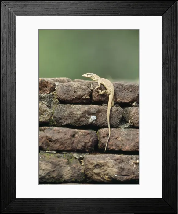 Framed Print : Land Monitor / Common Indian Monitor Lizard Sri Lanka Framed Print : Land Monitor / Common Indian Monitor Lizard Sri Lanka