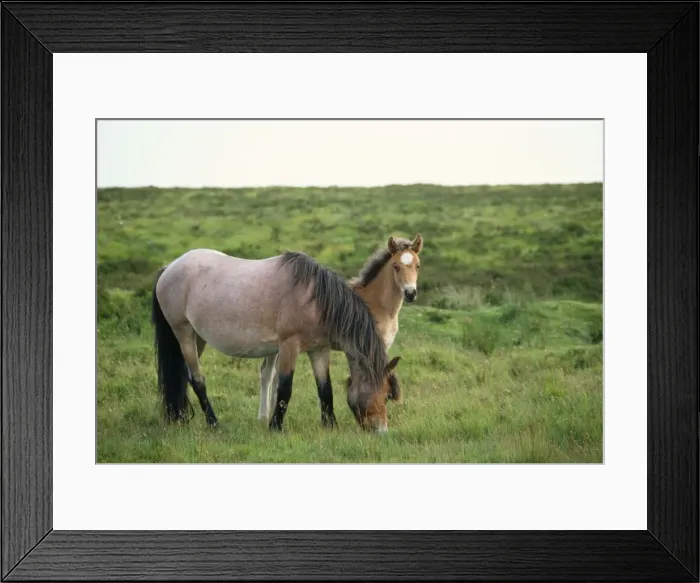 Framed Print : Exmoor Pony Framed Print : Exmoor Pony
