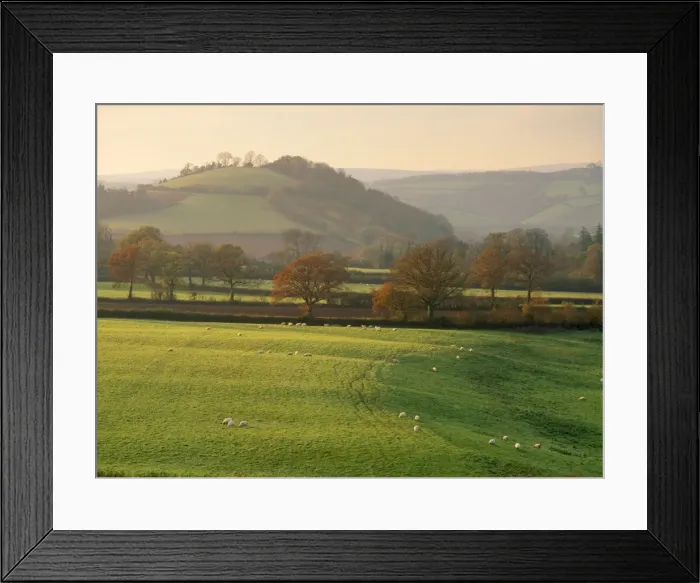 Framed Print : UK - fields with Hood Ball Sheep in foreground. Nr Totnes, Devon, UK Framed Print : UK - fields with Hood Ball Sheep in foreground. Nr Totnes, Devon, UK